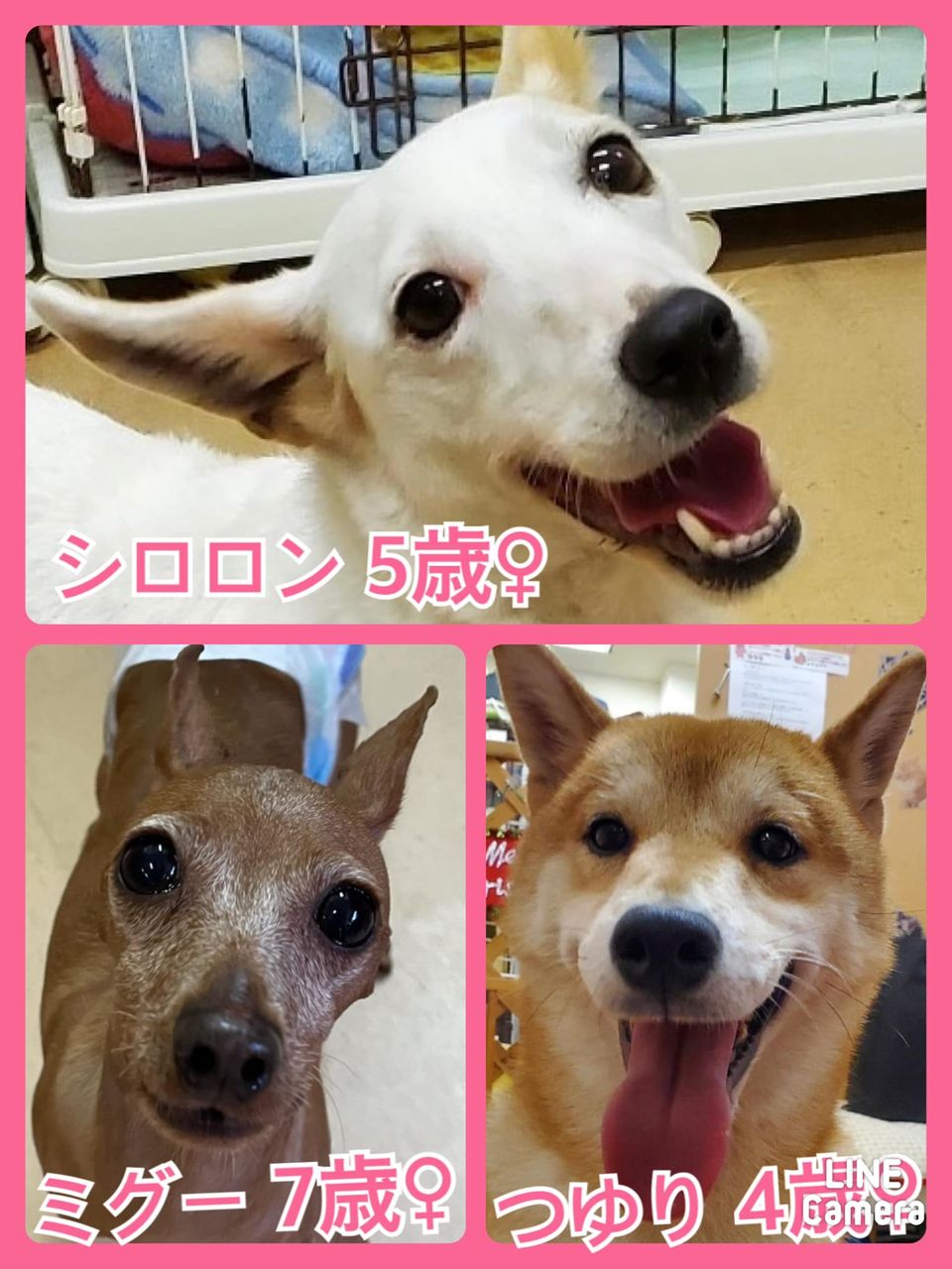 🐾今日の里親様募集中ワンコ🐶メンバーです🐾2021,11,29